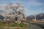 千曲川水天宮一本桜